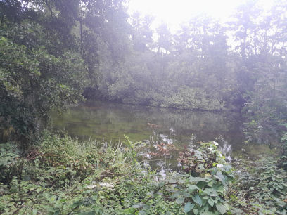 Whiteknights Park